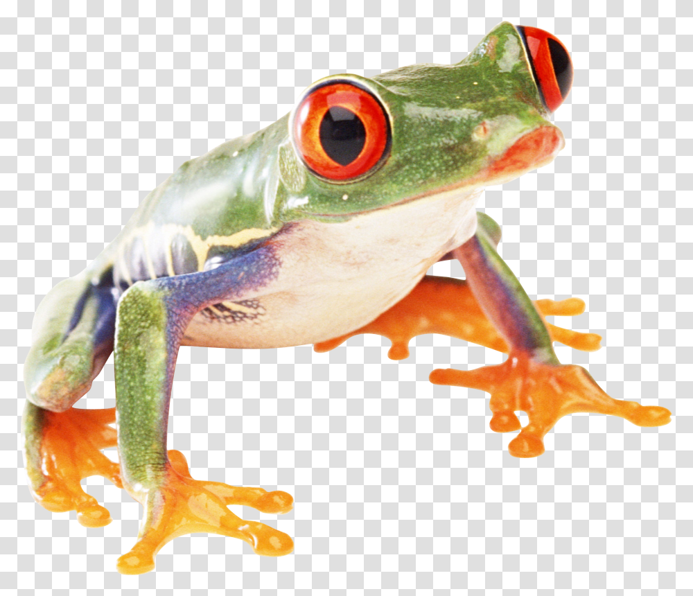 Frog, Animals, Amphibian, Wildlife, Dinosaur Transparent Png