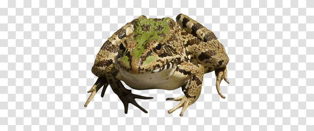 Frog, Animals, Amphibian, Wildlife, Fungus Transparent Png