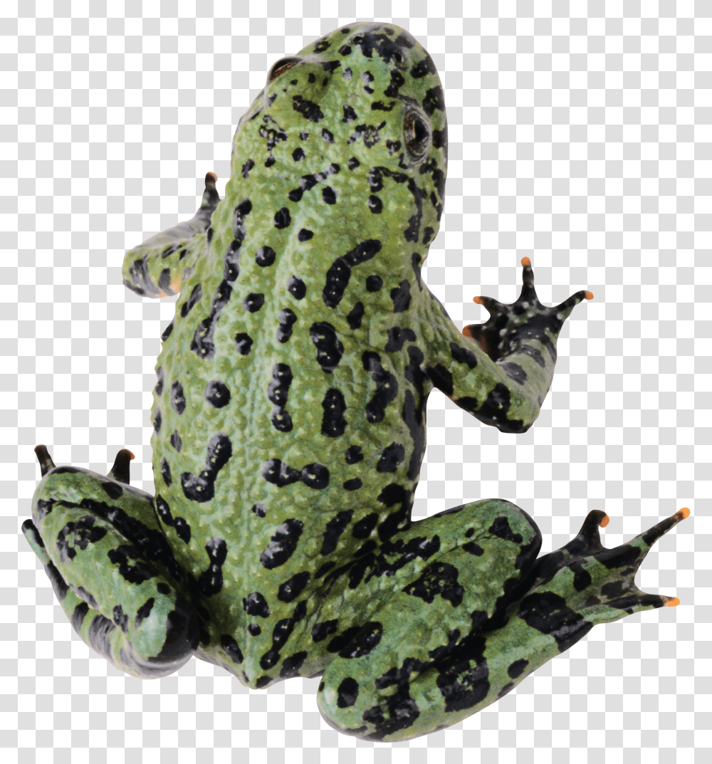 Frog, Animals, Amphibian, Wildlife, Giraffe Transparent Png