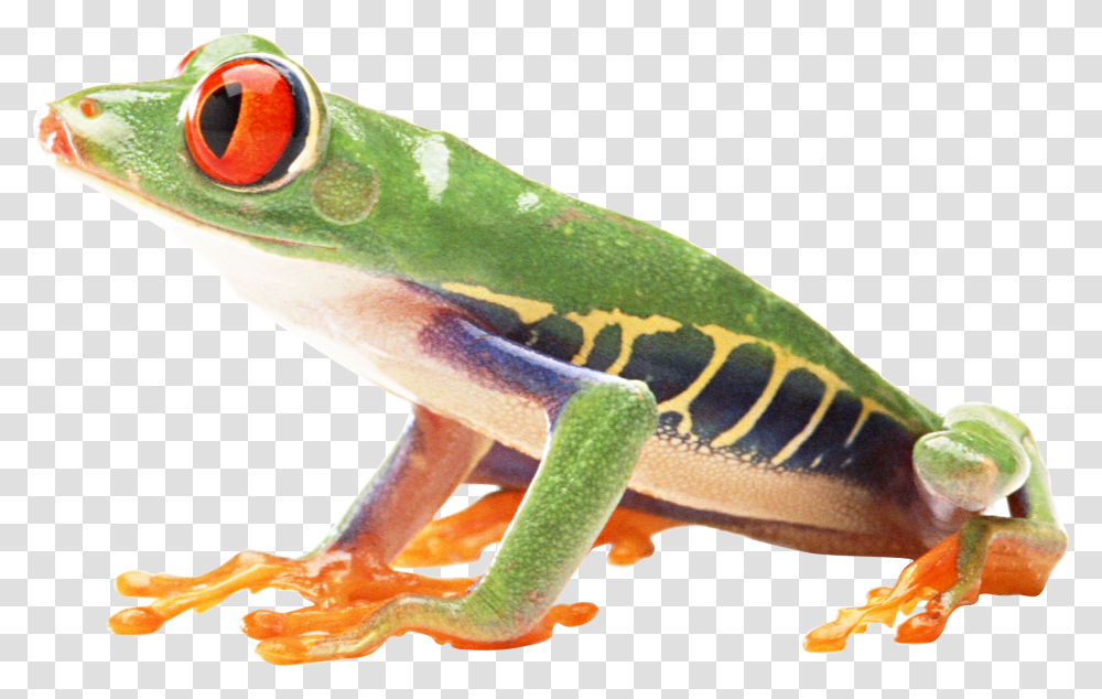 Frog, Animals, Amphibian, Wildlife, Lizard Transparent Png