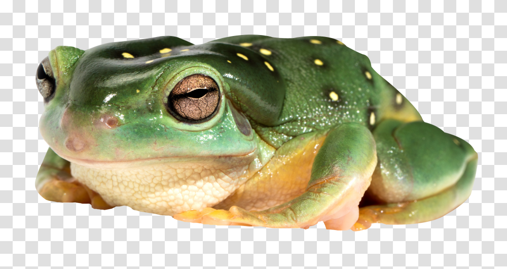 Frog, Animals, Amphibian, Wildlife, Lizard Transparent Png