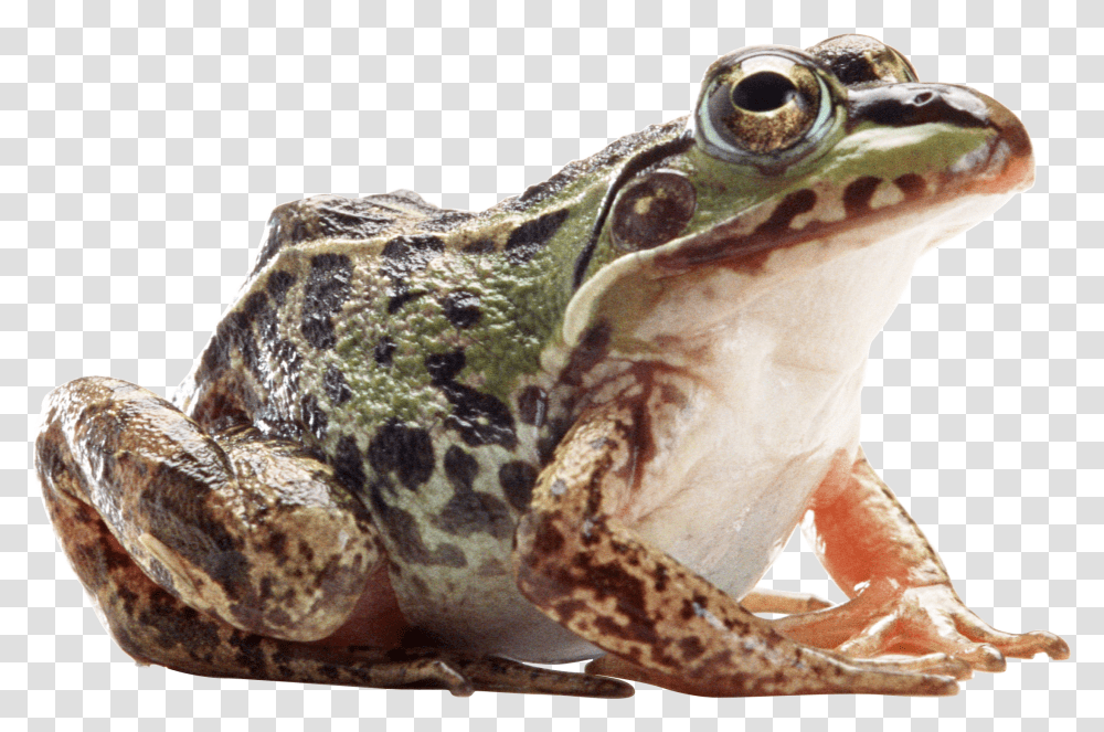 Frog, Animals, Amphibian, Wildlife, Lizard Transparent Png