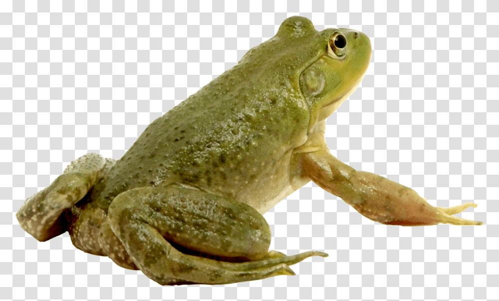 Frog, Animals, Amphibian, Wildlife, Lizard Transparent Png