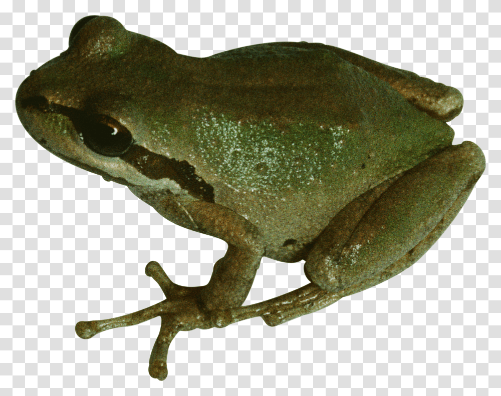 Frog, Animals, Amphibian, Wildlife, Lizard Transparent Png