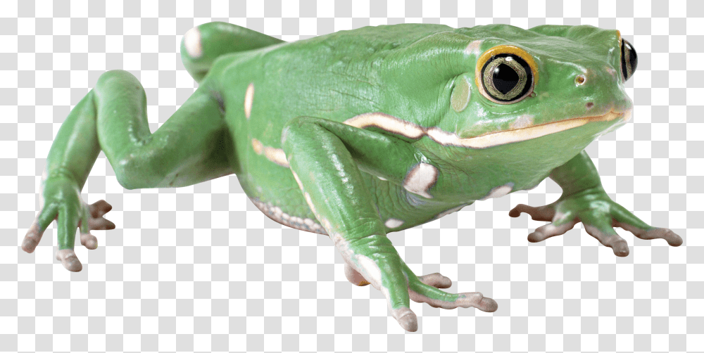 Frog, Animals, Amphibian, Wildlife, Lizard Transparent Png