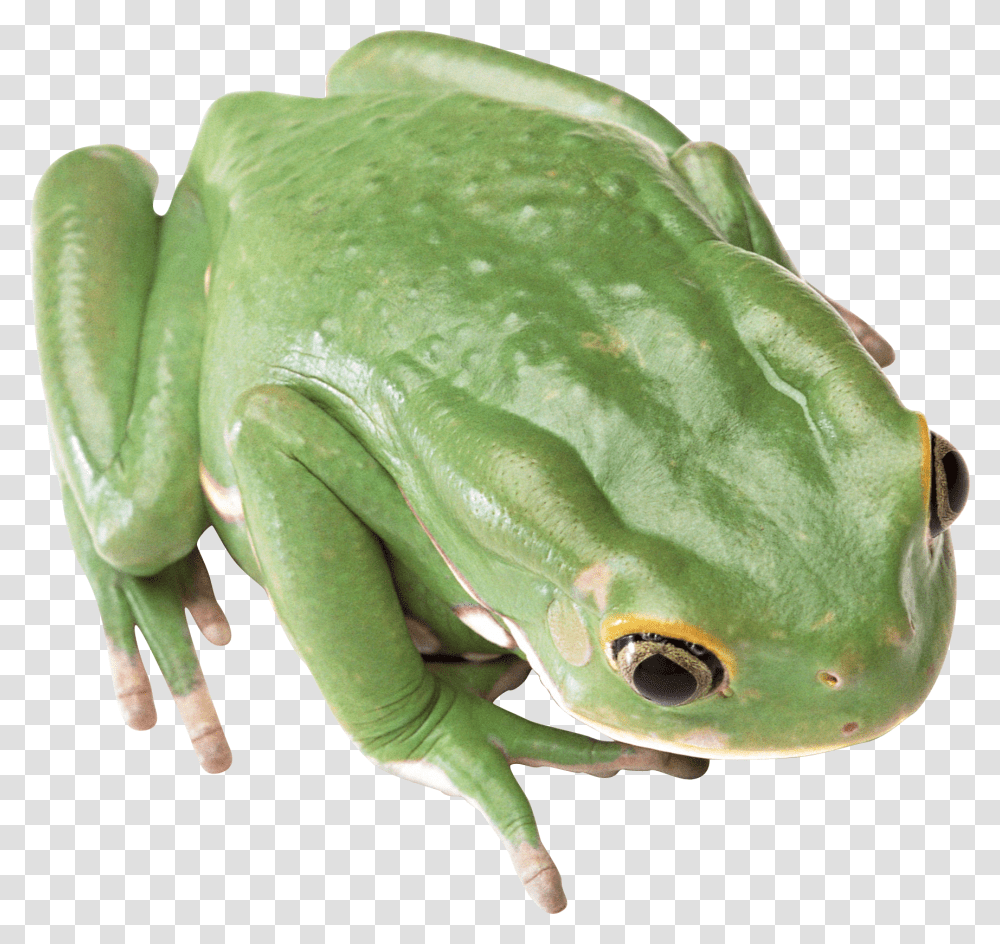 Frog, Animals, Amphibian, Wildlife, Lizard Transparent Png