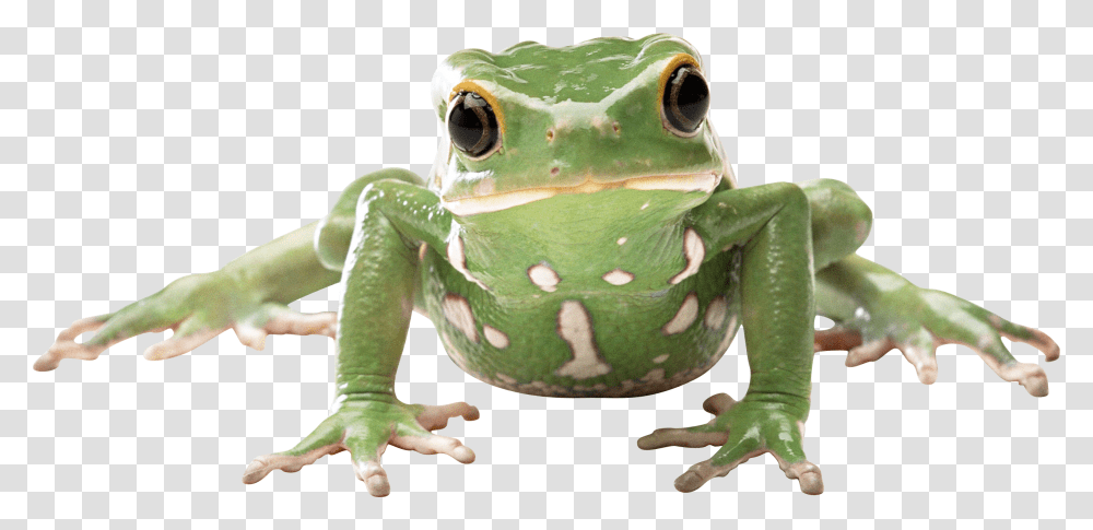 Frog, Animals, Amphibian, Wildlife, Lizard Transparent Png