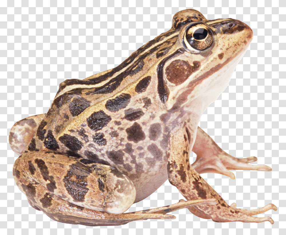 Frog, Animals, Amphibian, Wildlife, Lizard Transparent Png