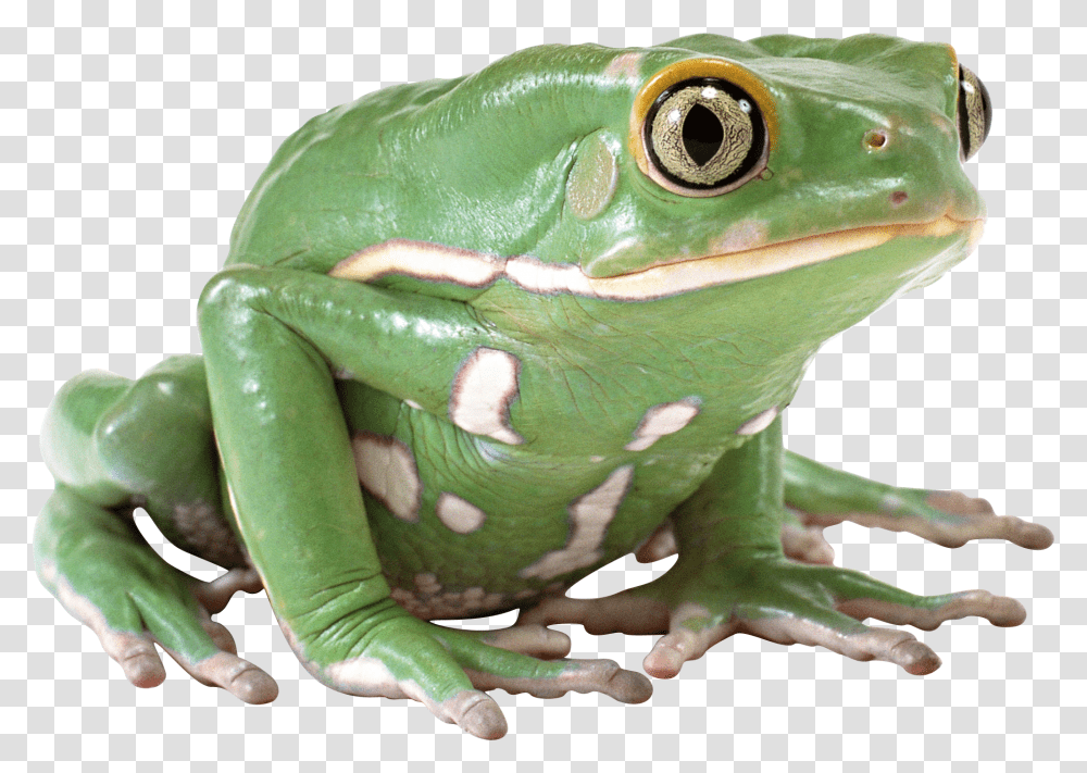 Frog, Animals, Amphibian, Wildlife, Lizard Transparent Png