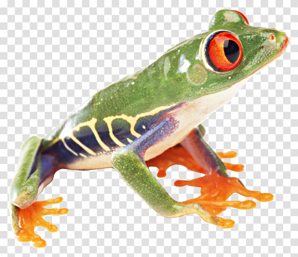 Frog, Animals, Amphibian, Wildlife, Lizard Transparent Png