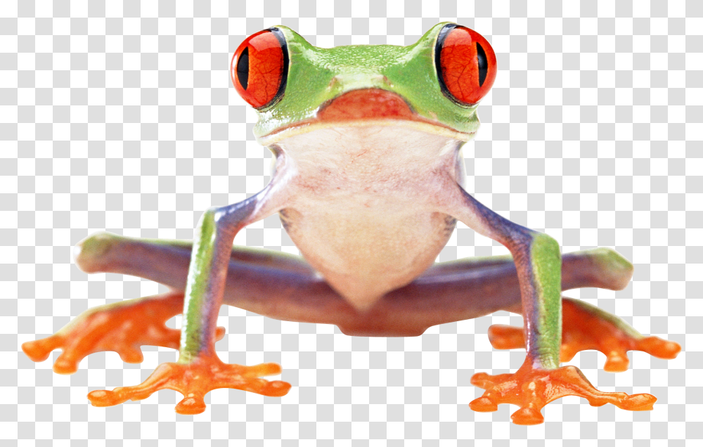 Frog, Animals, Amphibian, Wildlife, Lobster Transparent Png