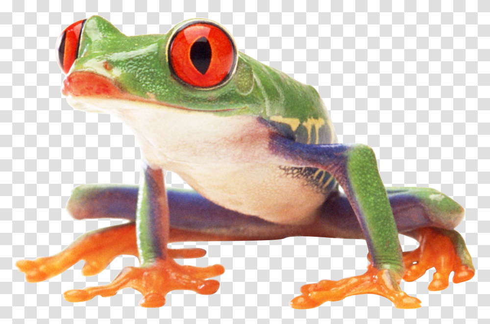 Frog, Animals, Amphibian, Wildlife, Lobster Transparent Png