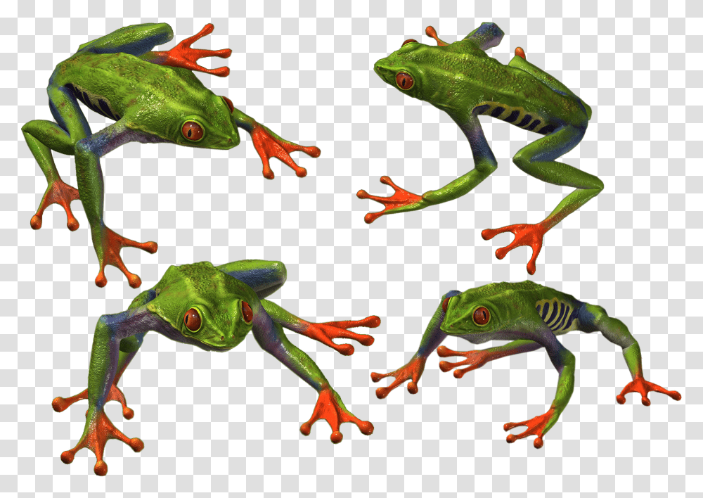 Frog, Animals, Amphibian, Wildlife, Reptile Transparent Png