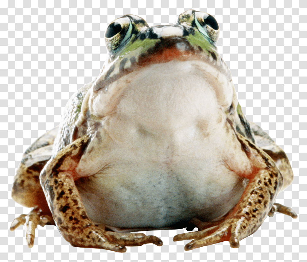 Frog, Animals, Amphibian, Wildlife, Toad Transparent Png