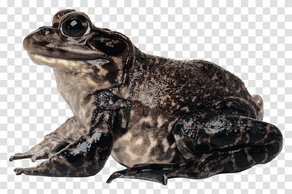 Frog, Animals, Amphibian, Wildlife, Toad Transparent Png