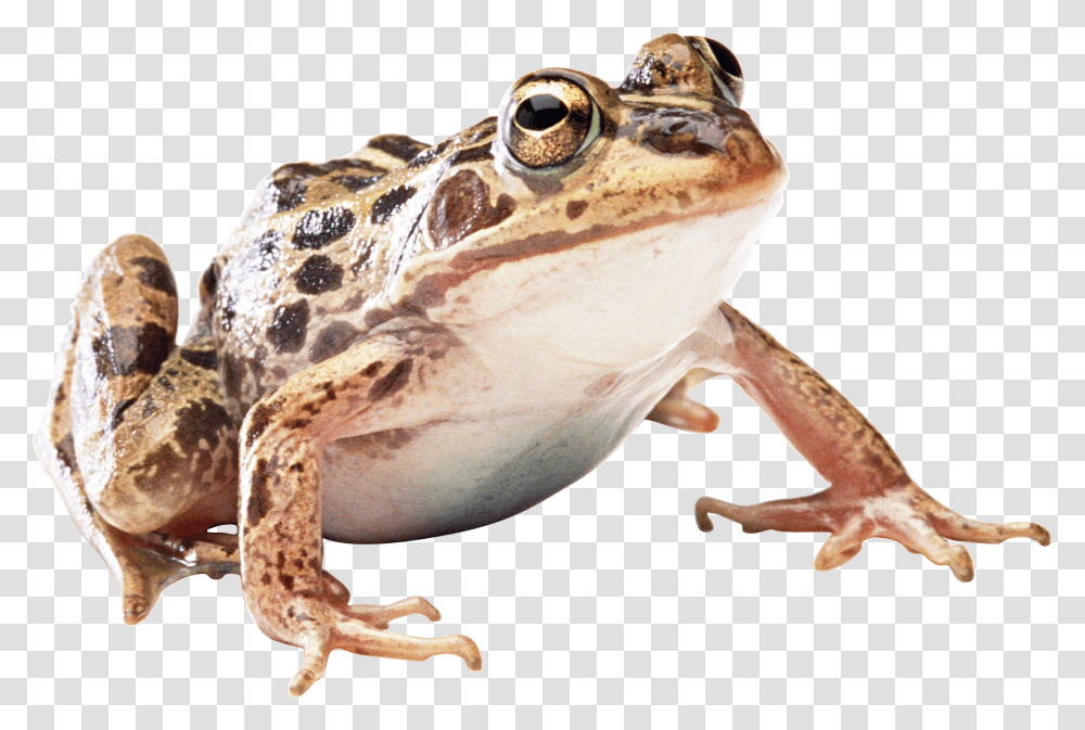 Frog, Animals, Amphibian, Wildlife, Toad Transparent Png