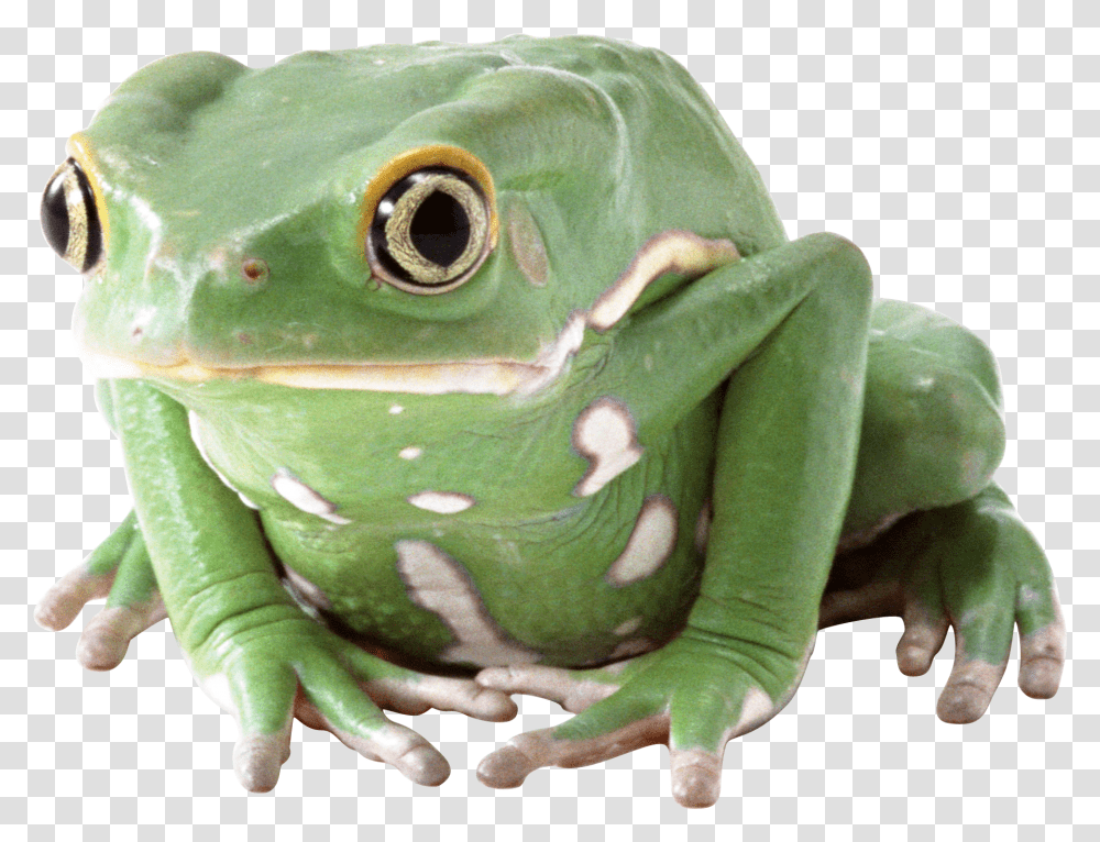 Frog, Animals, Amphibian, Wildlife, Toy Transparent Png