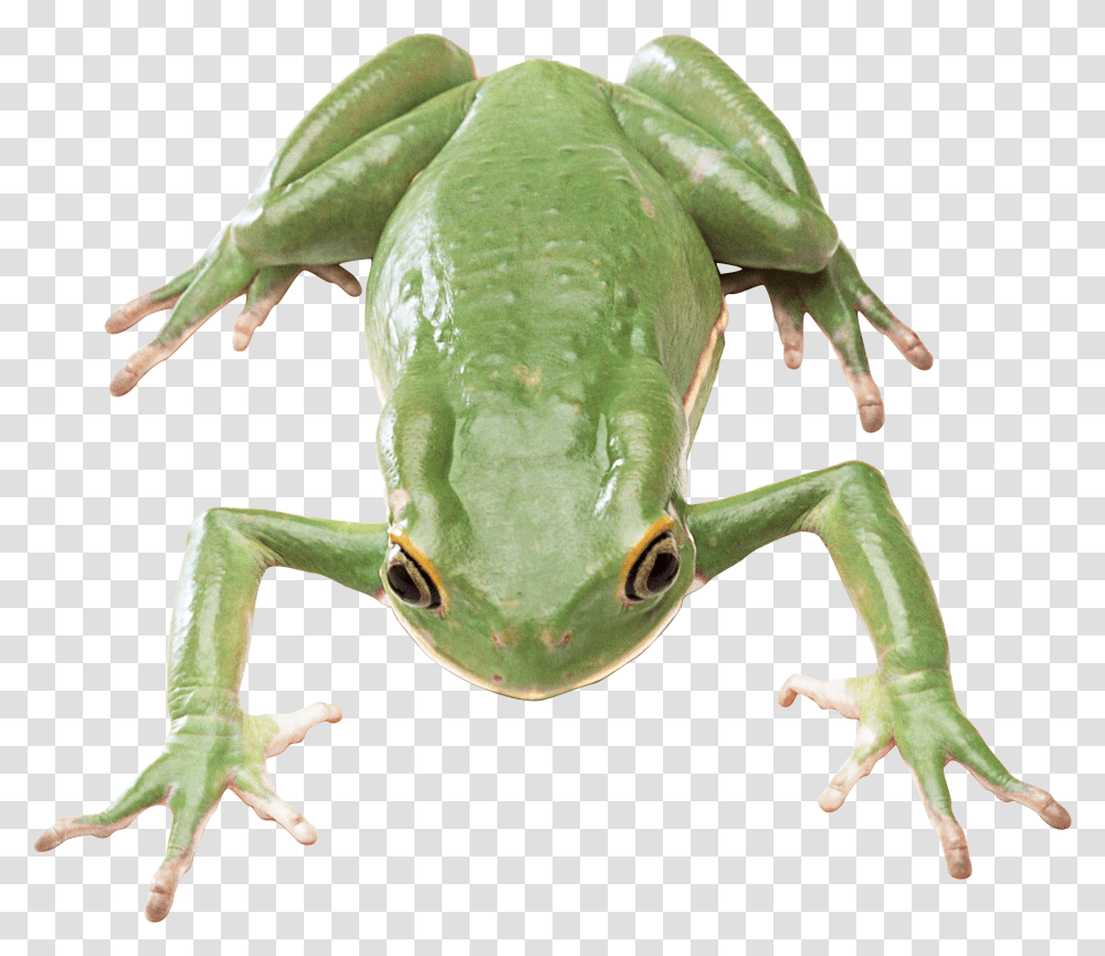 Frog, Animals, Amphibian, Wildlife, Tree Frog Transparent Png