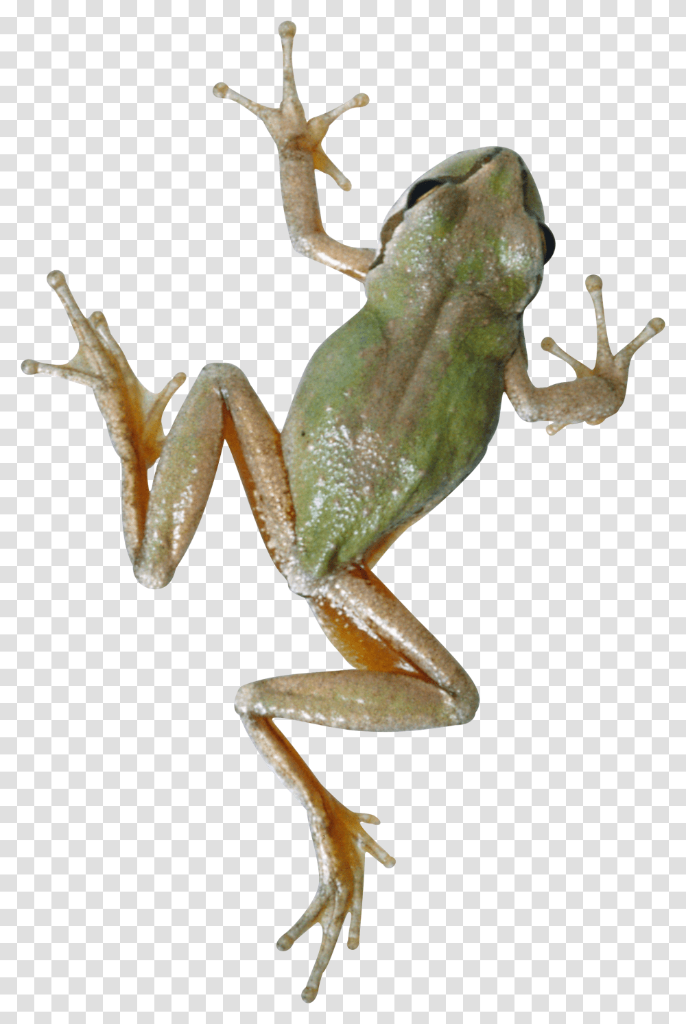 Frog, Animals, Amphibian, Wildlife, Tree Frog Transparent Png