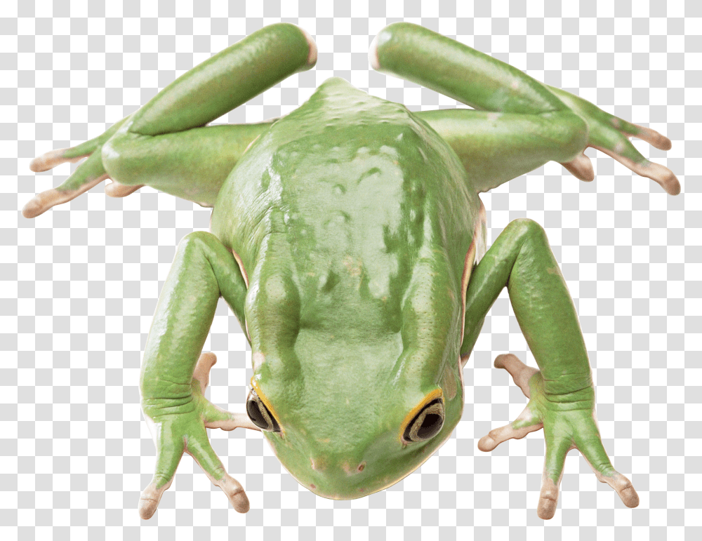 Frog, Animals, Amphibian, Wildlife, Tree Frog Transparent Png