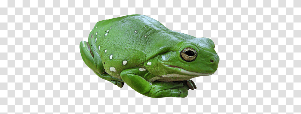 Frog, Animals, Amphibian, Wildlife, Tree Frog Transparent Png