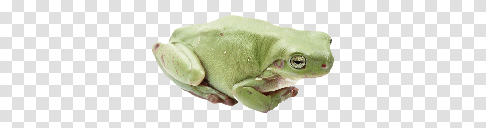 Frog, Animals, Amphibian, Wildlife, Tree Frog Transparent Png