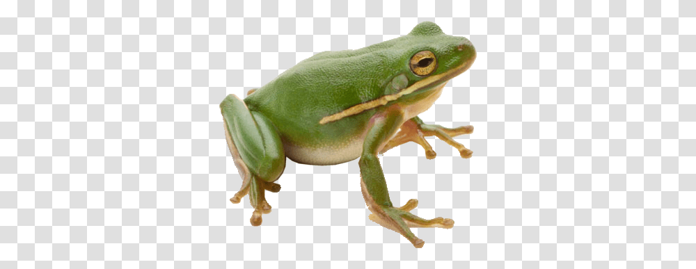 Frog, Animals, Amphibian, Wildlife, Tree Frog Transparent Png