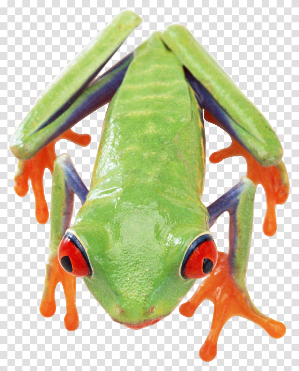 Frog, Animals, Amphibian, Wildlife, Tree Frog Transparent Png