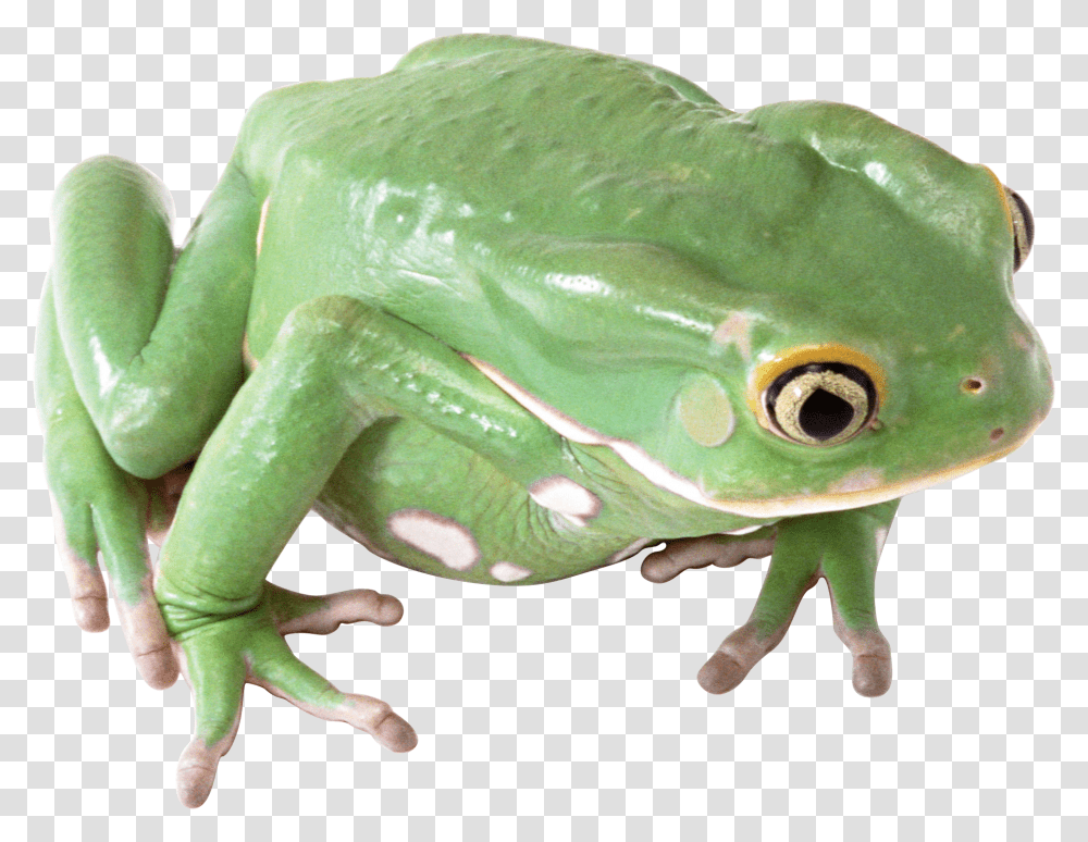 Frog, Animals, Amphibian, Wildlife, Tree Frog Transparent Png