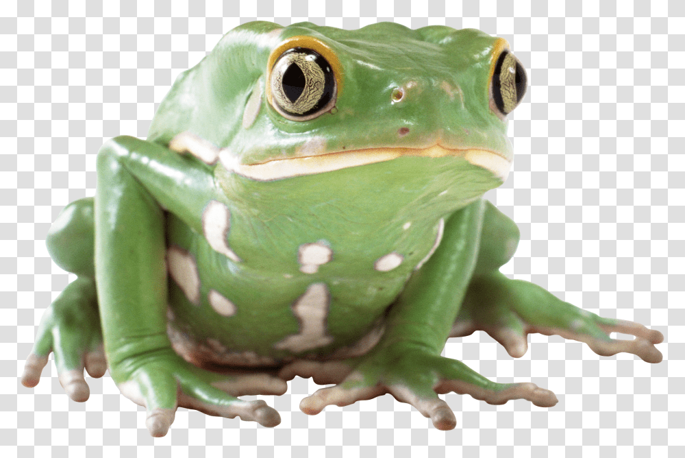 Frog, Animals, Amphibian, Wildlife, Tree Frog Transparent Png