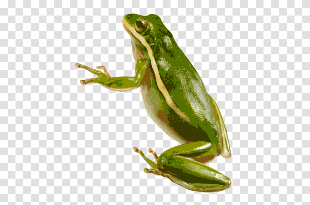 Frog, Animals, Amphibian, Wildlife, Tree Frog Transparent Png