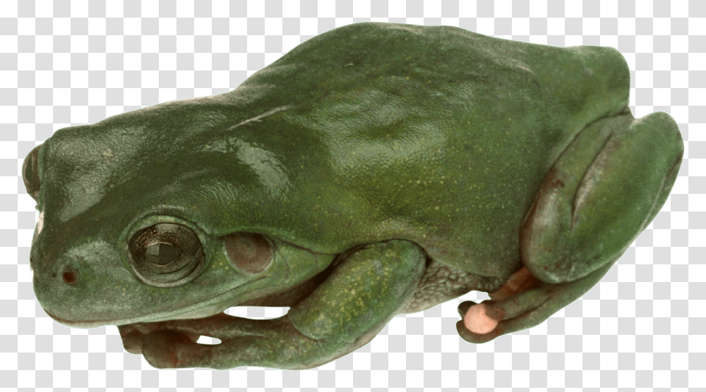 Frog, Animals, Amphibian, Wildlife, Turtle Transparent Png