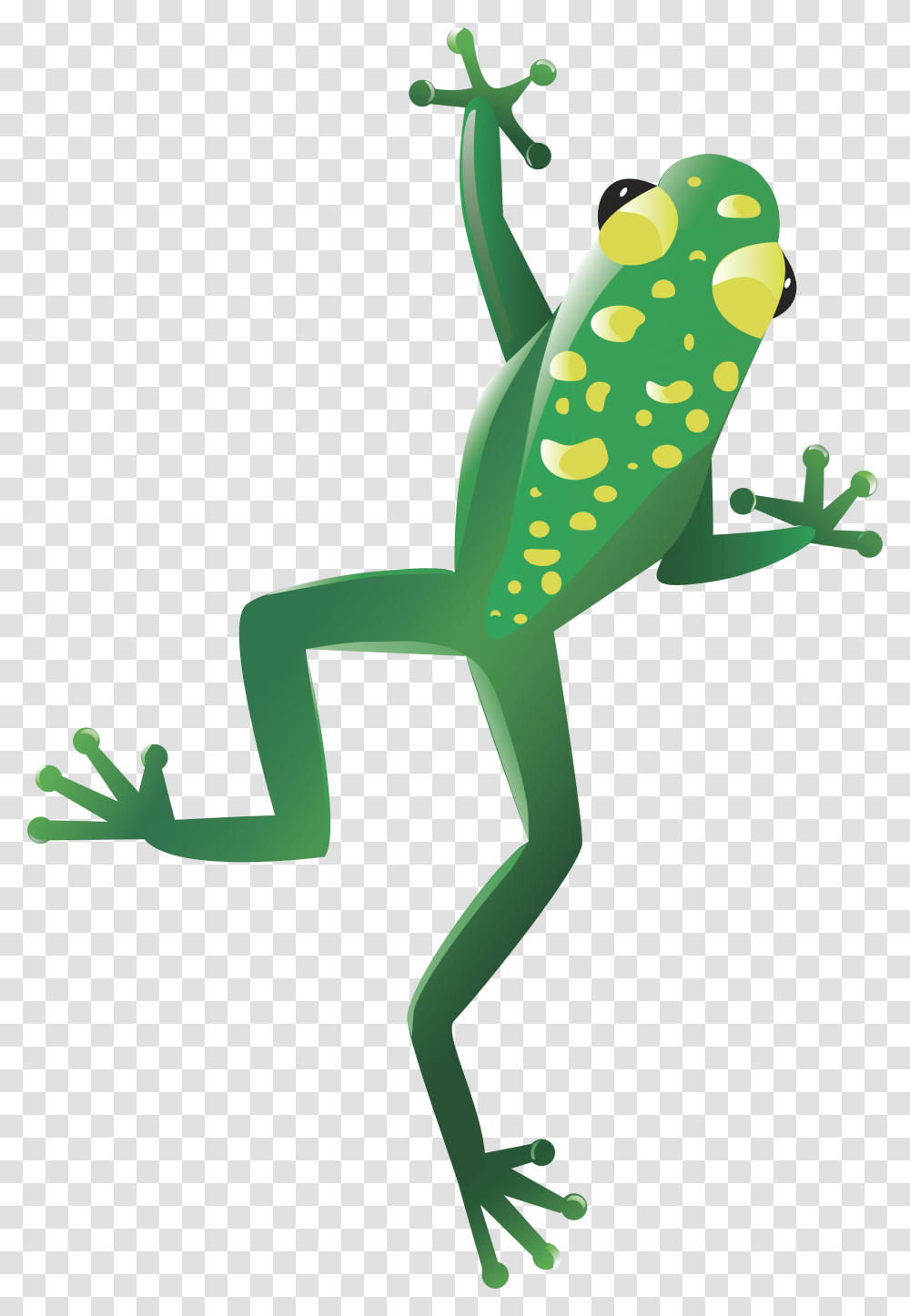 Frog, Animals, Gecko, Lizard, Reptile Transparent Png