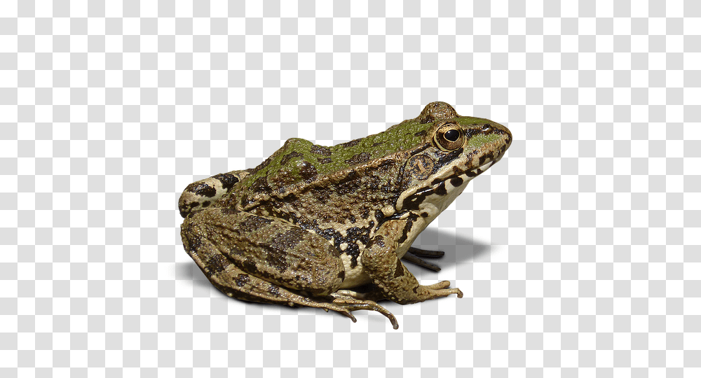 Frog, Animals, Lizard, Reptile, Amphibian Transparent Png