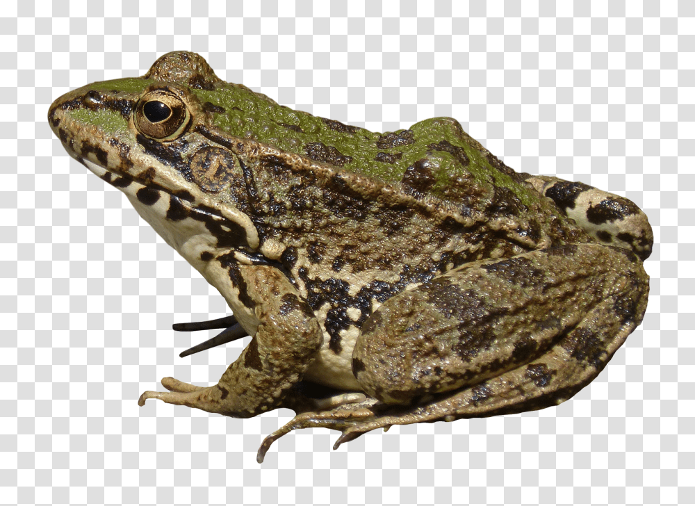 Frog, Animals, Lizard, Reptile, Amphibian Transparent Png