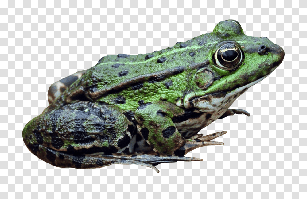 Frog, Animals, Lizard, Reptile, Amphibian Transparent Png