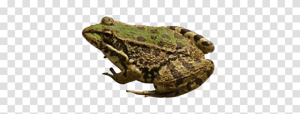 Frog, Animals, Lizard, Reptile, Amphibian Transparent Png