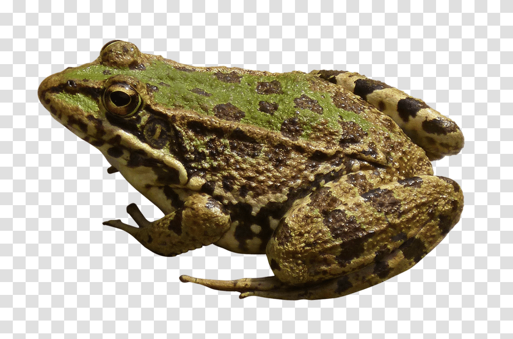 Frog, Animals, Lizard, Reptile, Amphibian Transparent Png