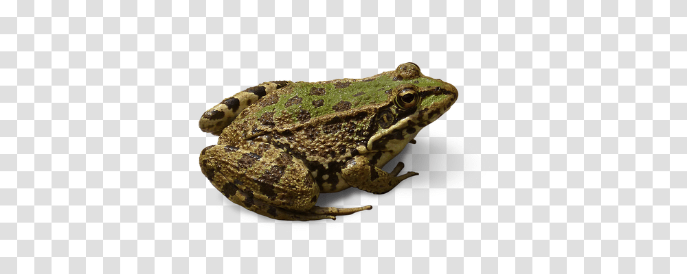 Frog, Animals, Lizard, Reptile, Amphibian Transparent Png