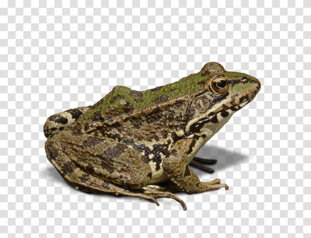 Frog, Animals, Lizard, Reptile, Amphibian Transparent Png