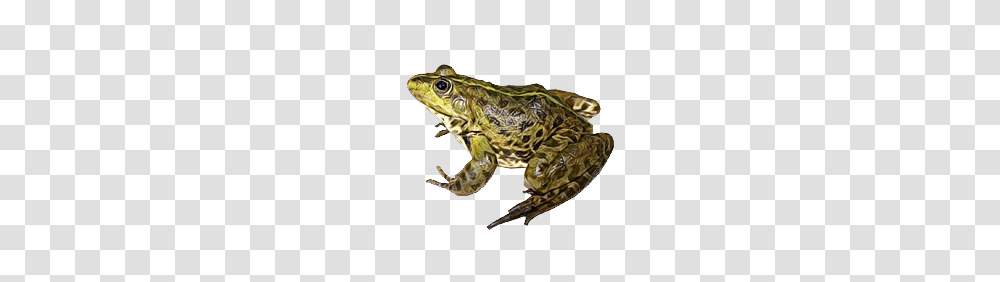 Frog, Animals, Lizard, Reptile, Amphibian Transparent Png