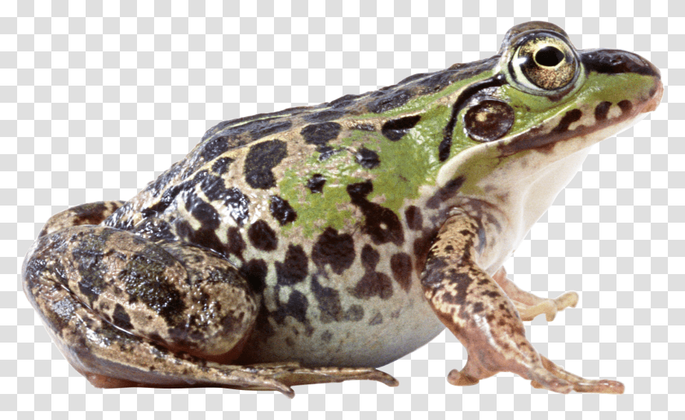 Frog, Animals, Lizard, Reptile, Amphibian Transparent Png