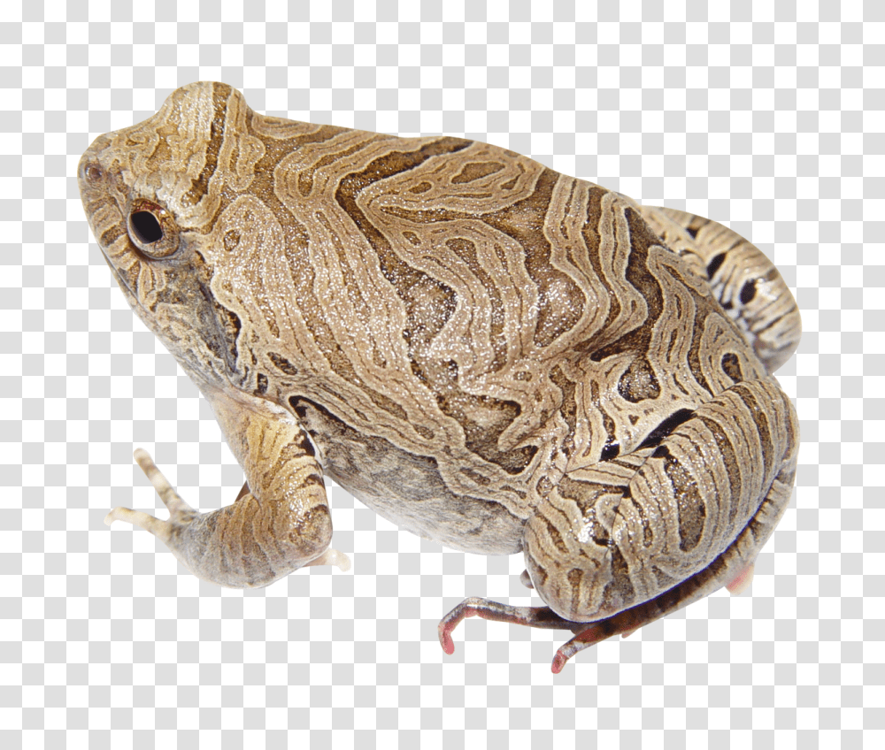 Frog, Animals, Snake, Reptile, Amphibian Transparent Png