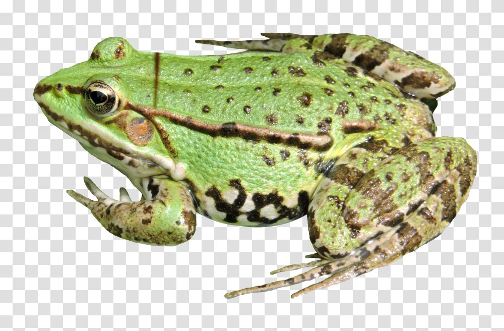 Frog, Animals Transparent Png