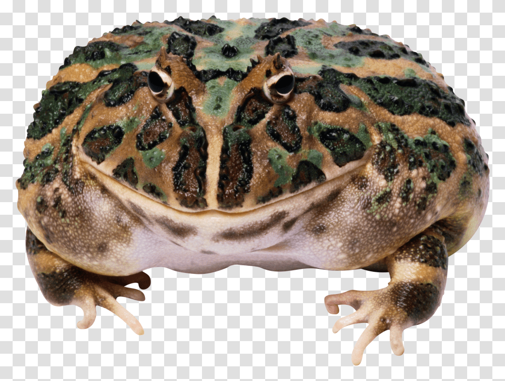 Frog, Animals Transparent Png