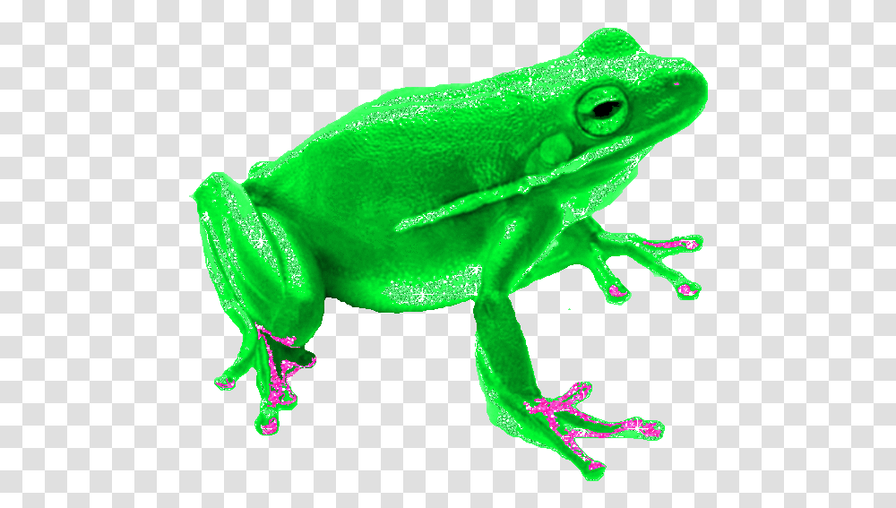 Frog Animated Gif, Amphibian, Wildlife, Animal, Tree Frog Transparent Png