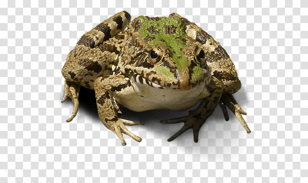 Frog Background, Amphibian, Wildlife, Animal, Toad Transparent Png