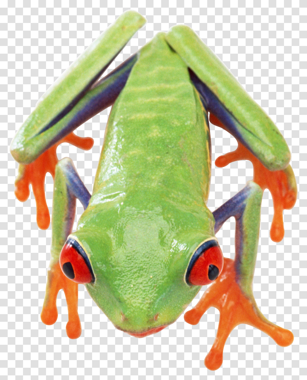 Frog Background Eat The Frog Printable Transparent Png