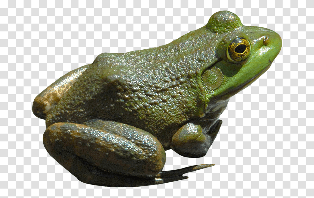 Frog Bullfrog, Lizard, Reptile, Animal, Amphibian Transparent Png