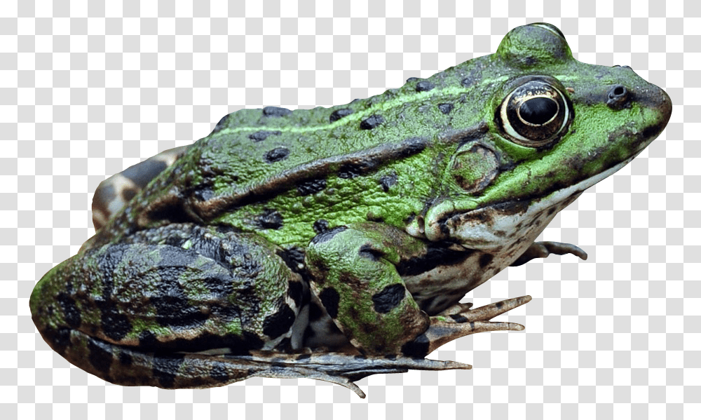 Frog Bullfrog, Lizard, Reptile, Animal, Amphibian Transparent Png